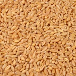 Horsham Durum Wheat