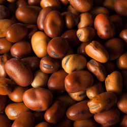 Horsham Faba Beans